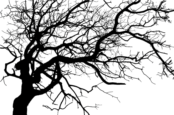 Ветка дерева силуэт