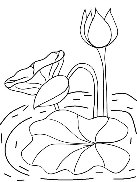 Кувшинка раскраска