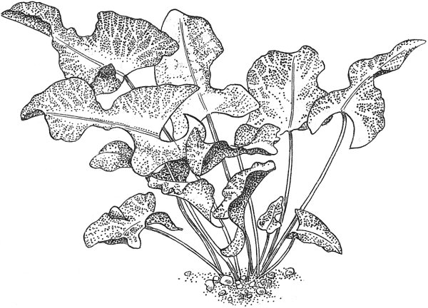 Nuphar sagittifolium