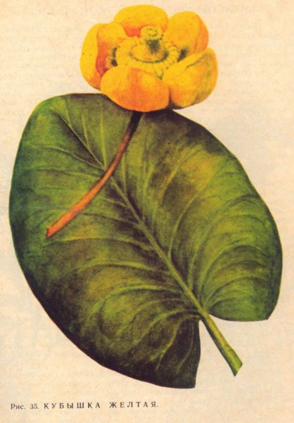 Кувшинка желтая кубышка