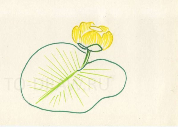 Желтая кувшинка рисунок карандашом