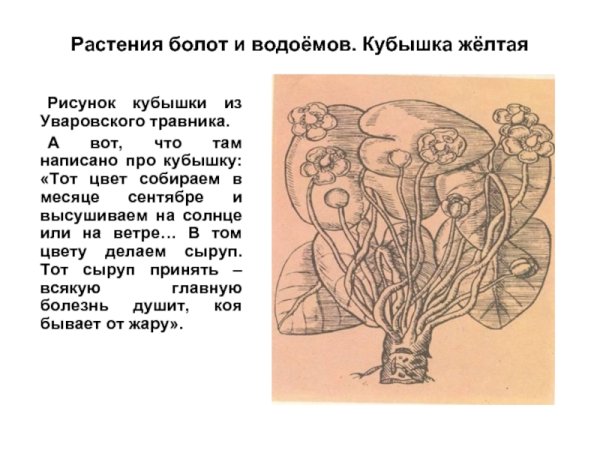 Кубышка ударение