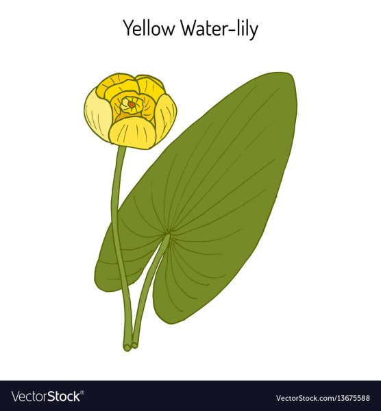 Кубышка желтая раскраска