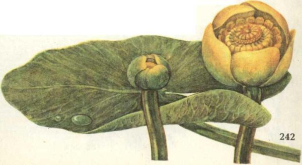 Кубышка Ботаническая иллюстрация