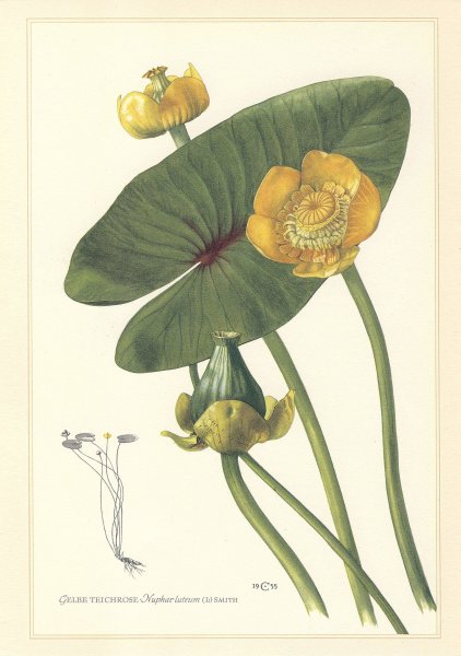 Кубышка ЖЁЛТАЯРИСУНКА