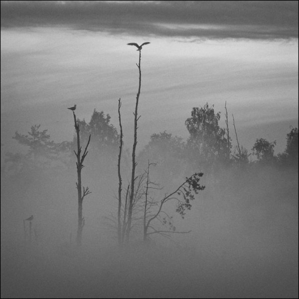 Черно белый утренний туман