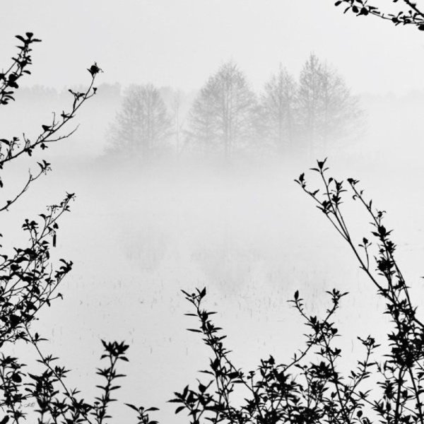 Деревья черно белый в тумане