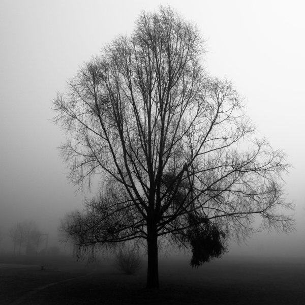 Ветки в тумане