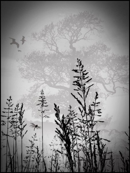 Пейзаж монохром