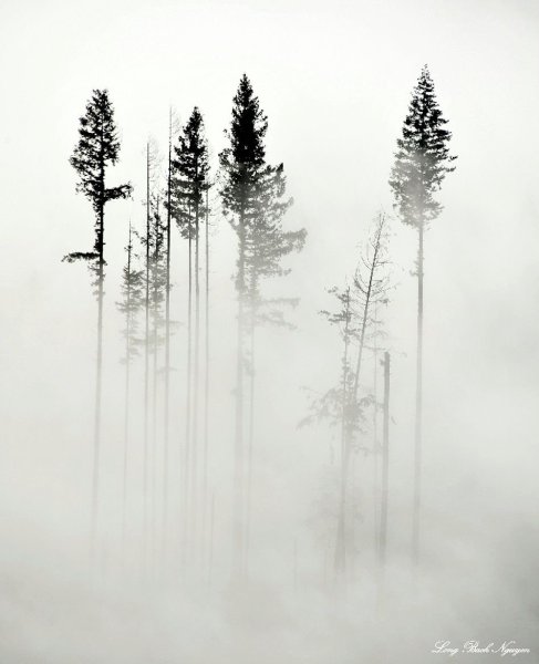 Лес акварелью