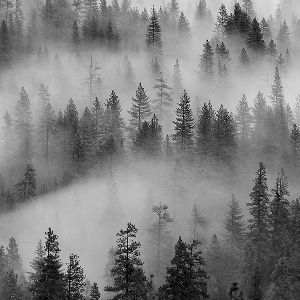Лес в тумане