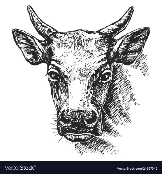 Эскиз коровьей головы