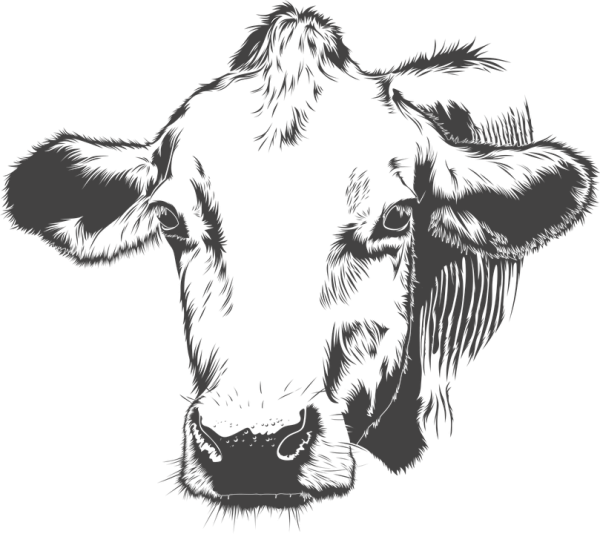 Морда коровы