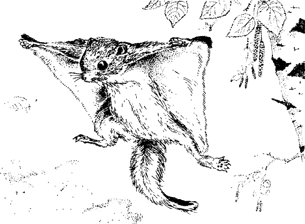 Обыкновенная летяга рисунок