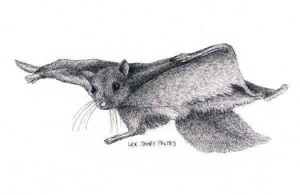 Обыкновенная летяга