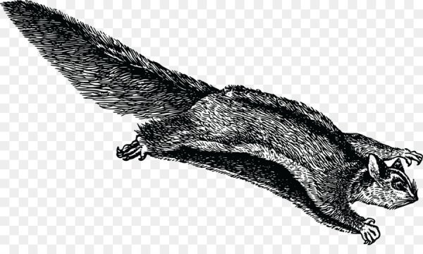 Белка летяга