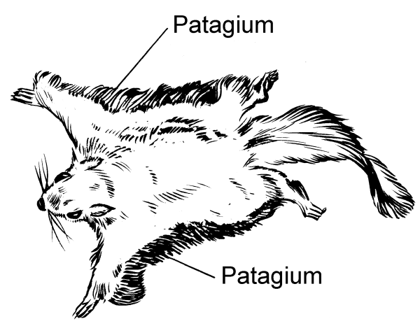 Белка летяга