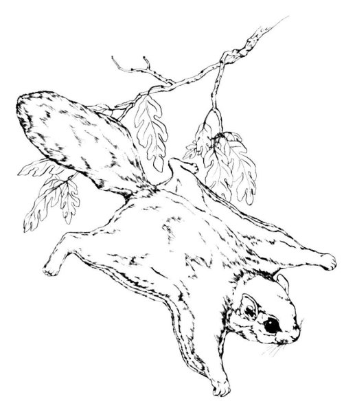 Белка летяга черно белая