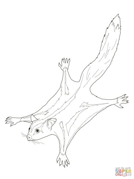 Летяга раскраска