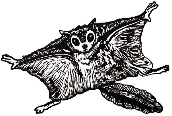 Белка летяга в полете