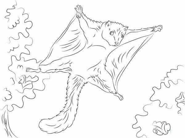 Рисунок белки летяги