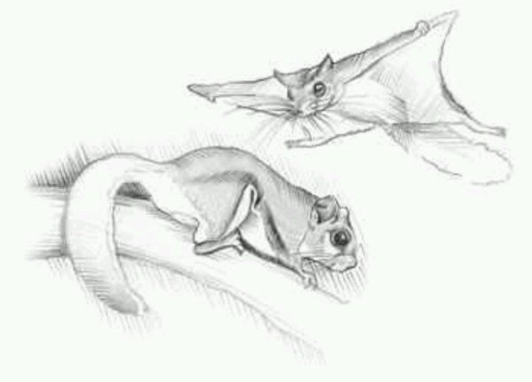 Летающая белка раскраска