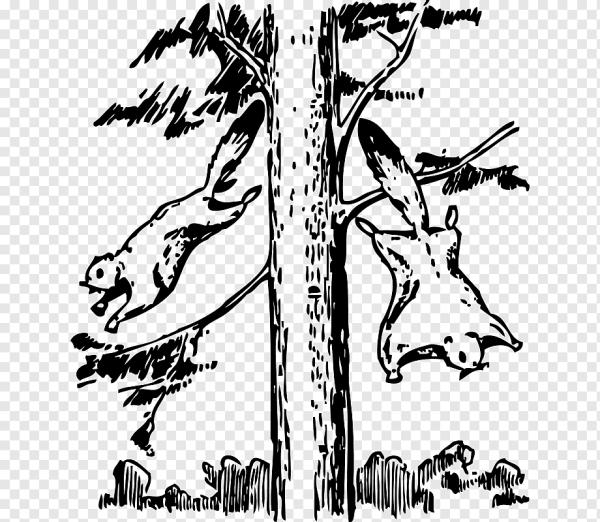 Белка летяга нарисовать