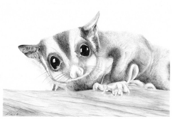 Рисунок белки летяги для раскрашивания