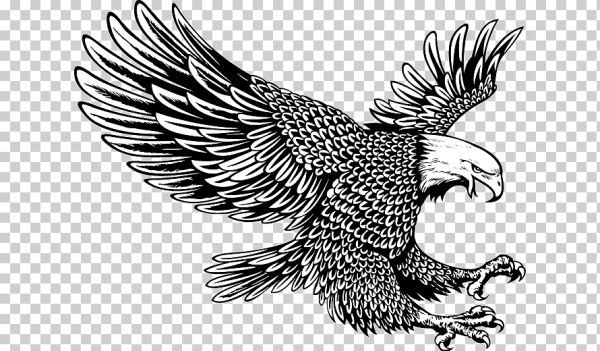 Ястреб черно белый