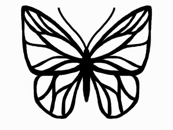 Раскраска "бабочки"