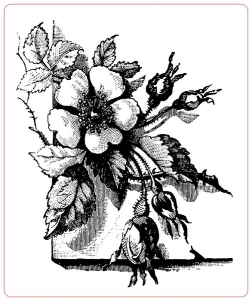 Графическое изображение растений