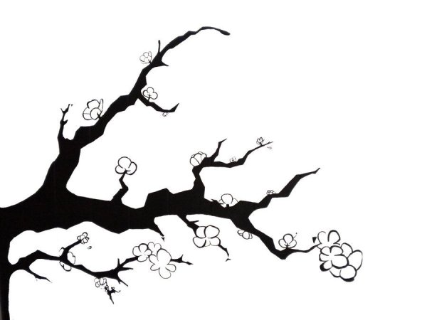 Силуэт Сакуры дерева