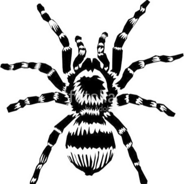 Тату паук