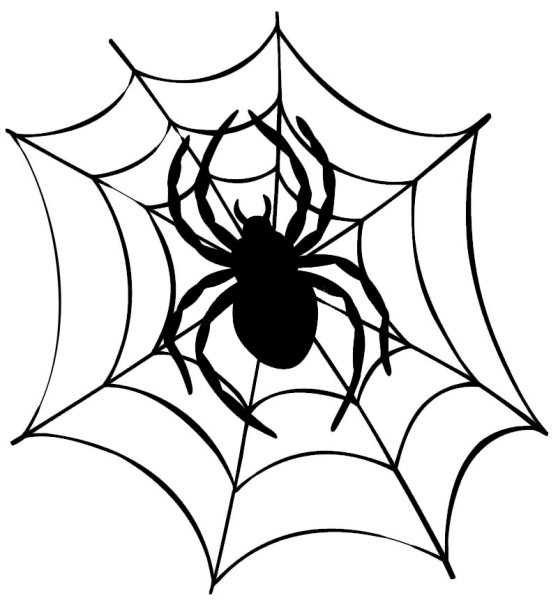 Паук на паутине эскиз