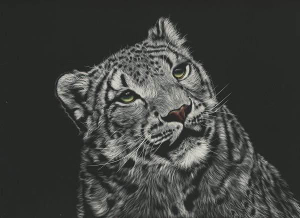 Снежный Барс на темном фоне