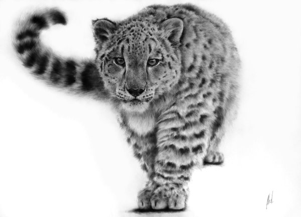 Ирбис на белом фоне