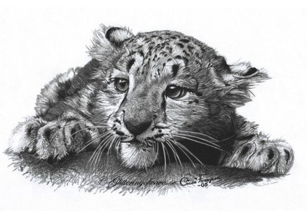 Зарисовки диких кошек