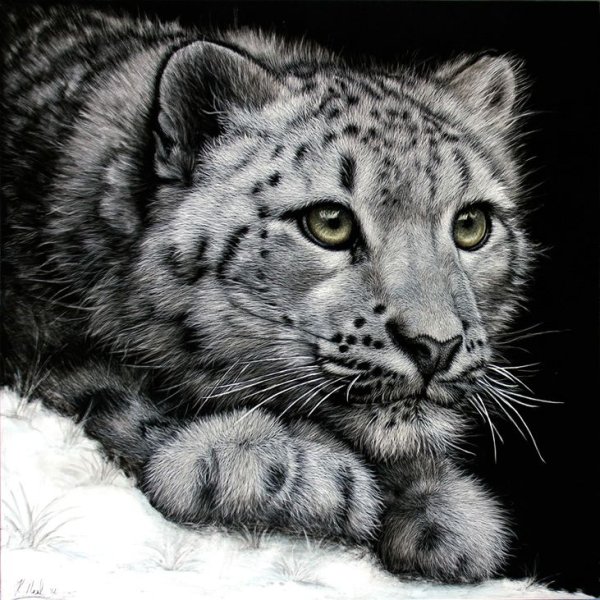 Снежный Барс рисунок