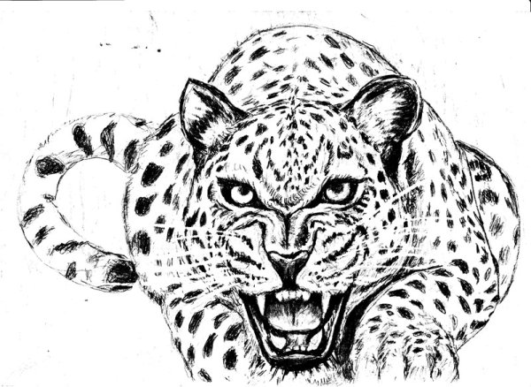 Раскраска леопард