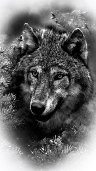 Волк чб реализм