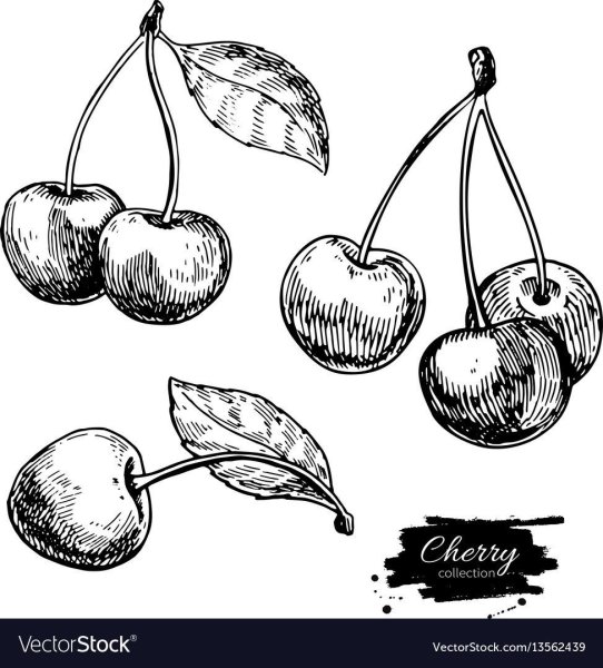 Вишня эскиз