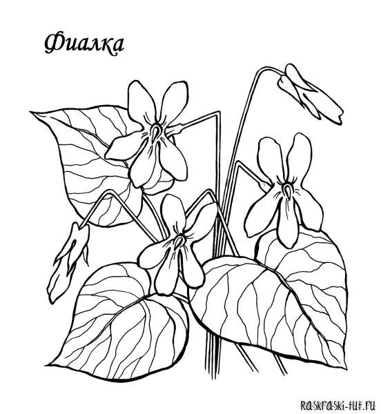 Раскраска комнатные растения фиалка