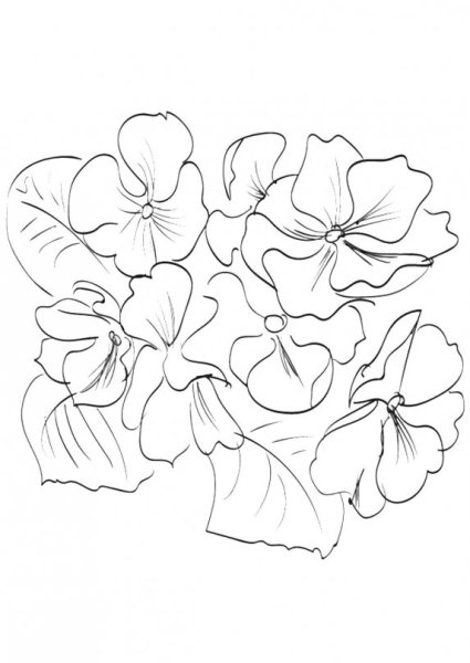 Фиалка раскраска