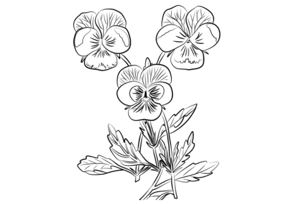 Анютины глазки трафарет