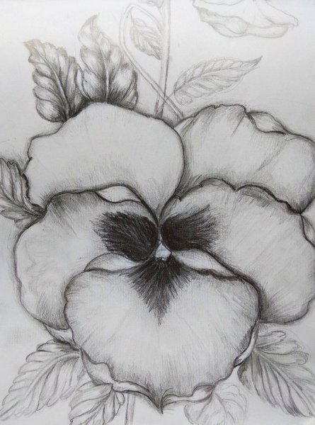 Анютины глазки