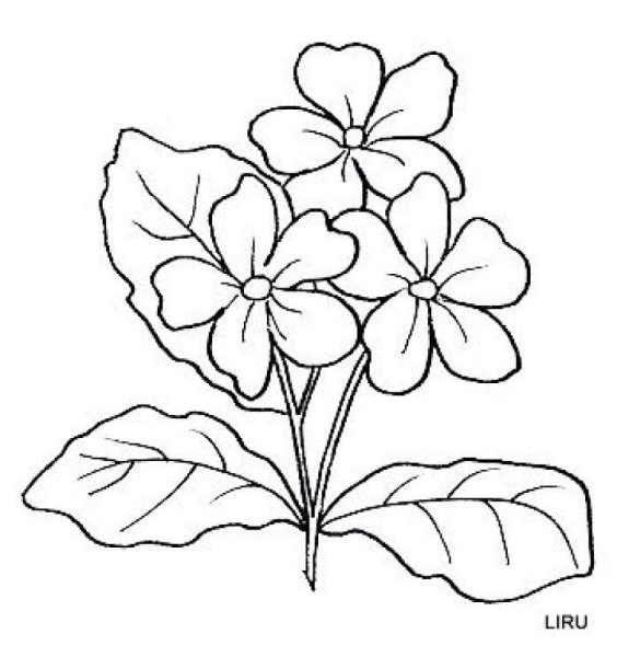 Анютины глазки черно-белые