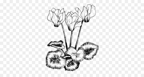 Фиалка топяная раскраска