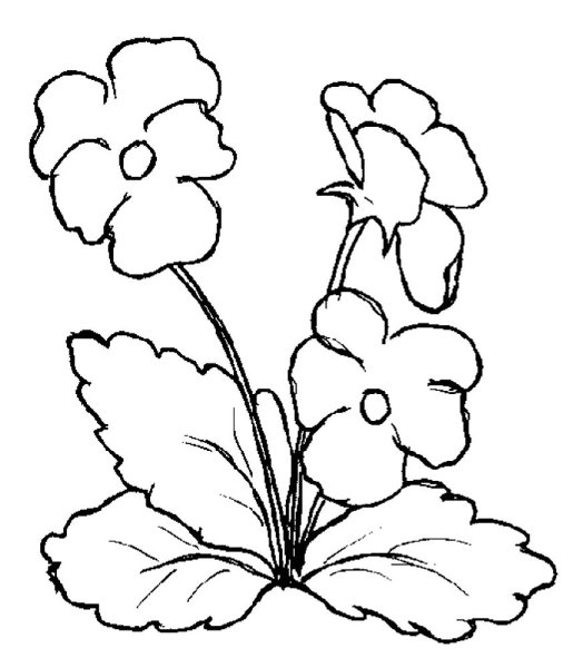 Раскраски комнатных цветов