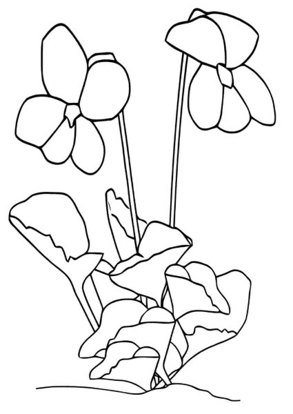 Раскраска цветок фиалка