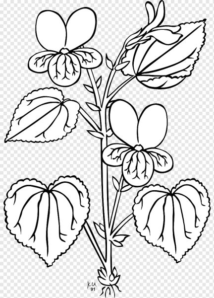 Раскраски Анютины глазки цветы